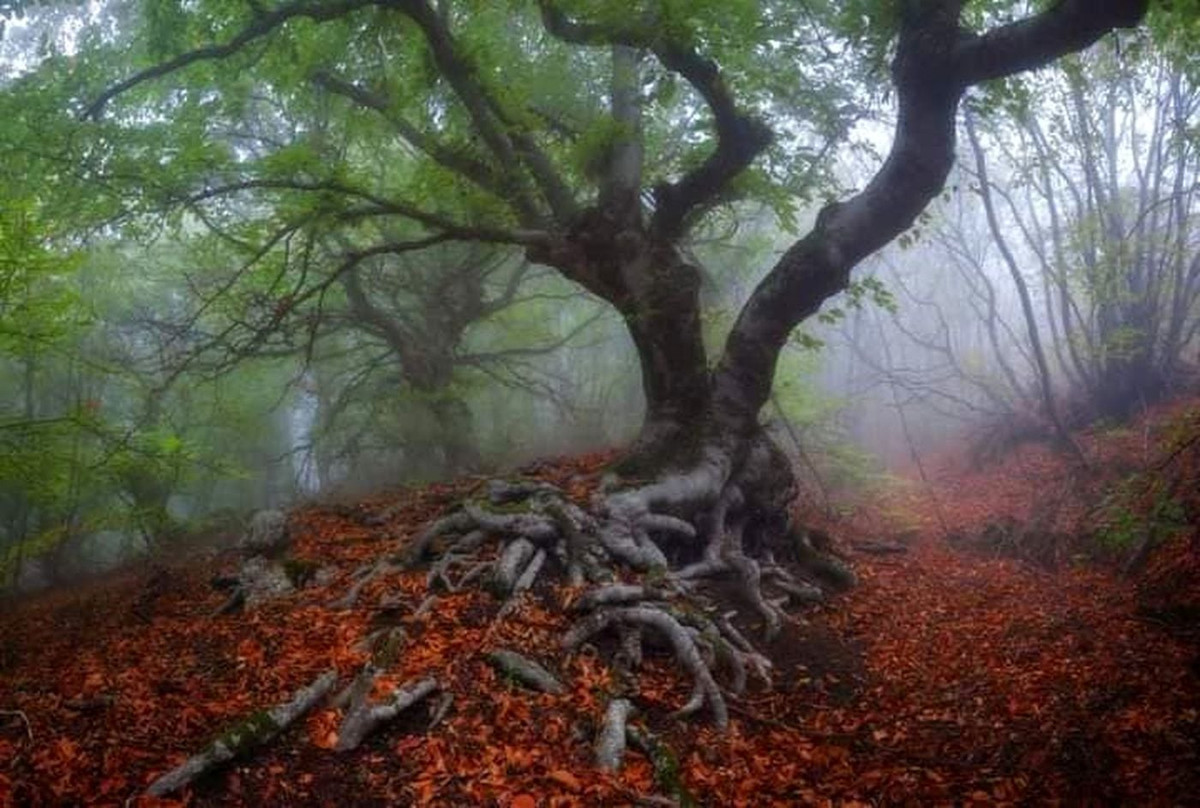 Điều này xuất phát từ câu chuyện được người dân địa phương lưu truyền trong suốt nhiều năm. Theo lời kể của người dân, khi xưa, một người chăn cừu và 200 con cừu biến mất bí ẩn sau khi đi vào trong rừng.