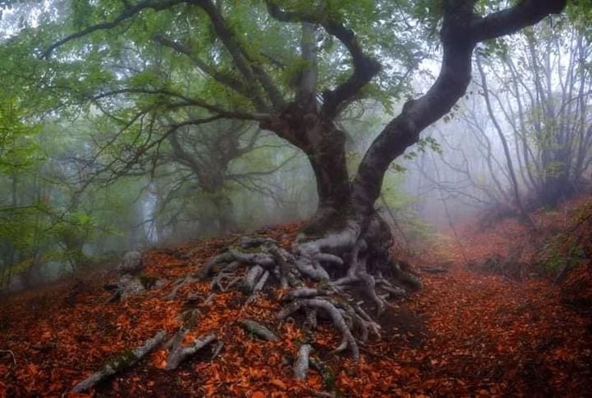 Điều này xuất phát từ câu chuyện được người dân địa phương lưu truyền trong suốt nhiều năm. Theo lời kể của người dân, khi xưa, một người chăn cừu và 200 con cừu biến mất bí ẩn sau khi đi vào trong rừng.