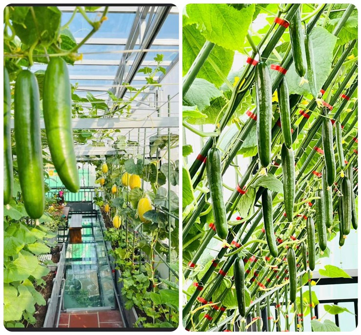 Khu vườn sân thượng được làm gần nửa tỷ đồng - Hình 5 Khu vuon san thuong duoc lam gan nua ty dong-Hinh-5