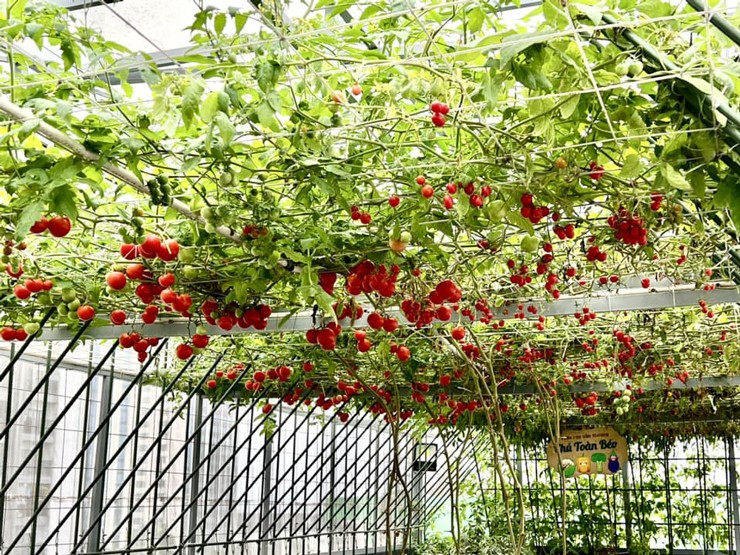 Khu vườn sân thượng được làm gần nửa tỷ đồng - Hình 3 Khu vuon san thuong duoc lam gan nua ty dong-Hinh-3