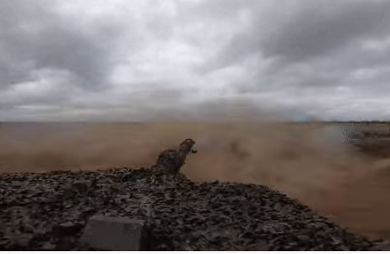 Xe tăng Ariete được trang bị những hệ thống quang học hình ảnh số và kiểm soát hỏa lực thế hệ mới nhất, cho phép tác chiến bất kể ngày đêm cũng như có thể vừa chạy vừa bắn ở tốc độ cao.