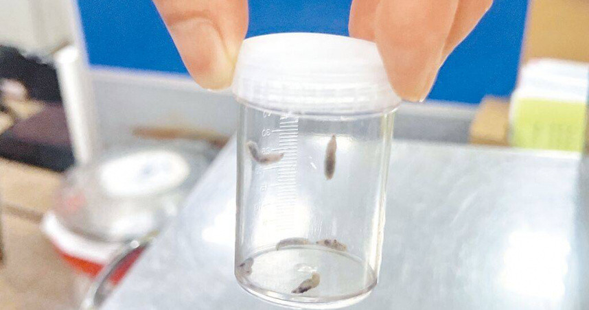 Kinh hai gioi lam to trong tai nguoi vi lau khong ve sinh