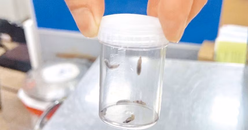 Kinh hai gioi lam to trong tai nguoi vi lau khong ve sinh