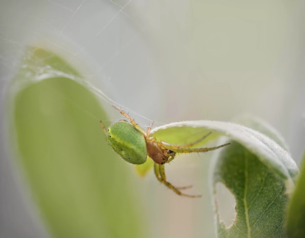 Bjørn-Gunnar Lunde và vợ chắc hẳn phải rất may mắn mới có thể gặp được loài nhện kỳ quặc này.