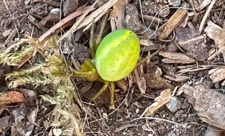 Anh Bjørn-Gunnar Lunde, ở Na Uy, đang cùng vợ đi bộ đường dài, tận hưởng thiên nhiên và ngắm cảnh thì chợt nhận thấy một vật lạ lùng trên giày của vợ mình.