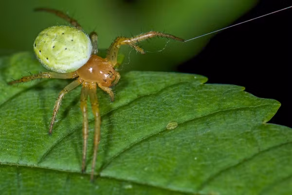 Anh Bjørn-Gunnar Lunde nói với The Dodo: "Chúng tôi có thể thấy rằng đó là một con nhện nhỏ và nó đã bắt đầu tạo ra một mạng nhện. Chúng tôi nhẹ nhàng đặt nó xuống đất nơi tôi đã chụp bức ảnh".