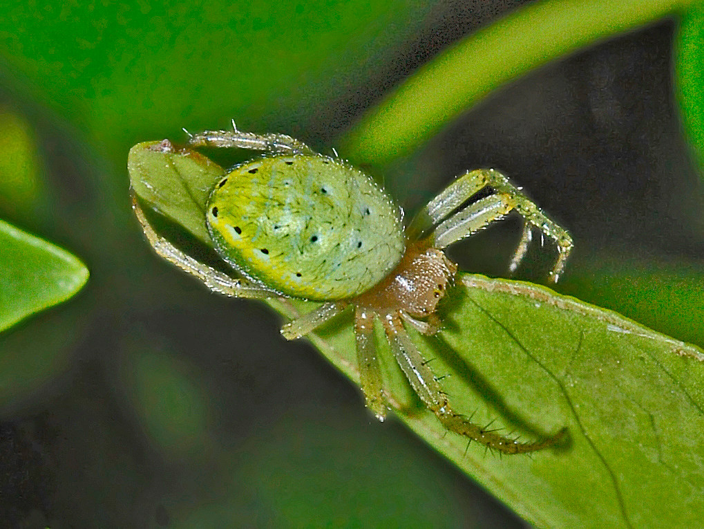 Những con nhện đáng yêu kỳ lạ này được tìm thấy ở các vùng của Châu Âu, Bắc Mỹ và Trung Á, xuất hiện nhiều trong khoảng từ tháng 5 đến tháng 9 và thường khó phát hiện vì chúng hòa nhập tốt với môi trường xung quanh.