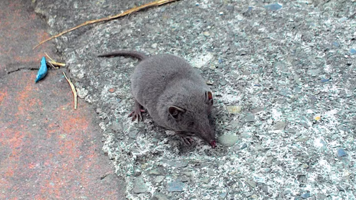 Theo tìm hiểu, chuột tiền thuộc họ Soricidae, không thường sống trong các khu dân cư mà chủ yếu sống trong rừng, cánh đồng, là loài động vật có vú nhỏ nhất trên thế giới.