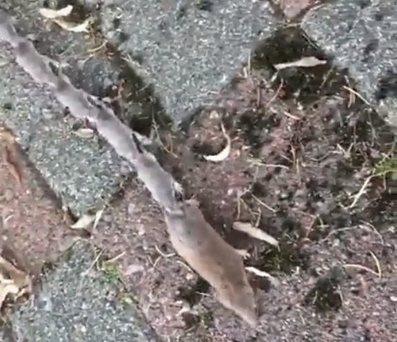 Hành vi của con chuột tiền cái dẫn đầu đàn con di chuyển theo đoàn đội được gọi là "hành vi đoàn lữ hành", thường xuất hiện trong khoảng từ 5 đến 22 ngày sau khi con non sinh ra. Sau đó, chuột tiền lớn hơn sẽ tự do hoạt động và không còn theo mẹ nữa.