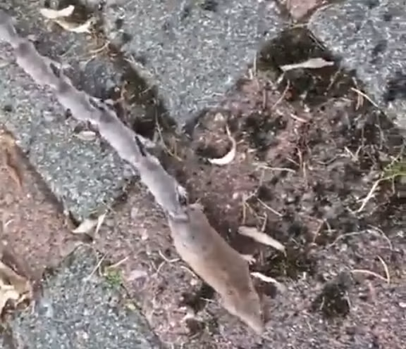 Hành vi của con chuột tiền cái dẫn đầu đàn con di chuyển theo đoàn đội được gọi là "hành vi đoàn lữ hành", thường xuất hiện trong khoảng từ 5 đến 22 ngày sau khi con non sinh ra. Sau đó, chuột tiền lớn hơn sẽ tự do hoạt động và không còn theo mẹ nữa.