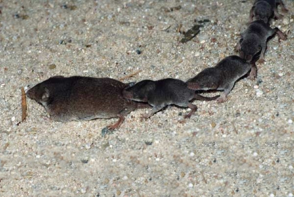 Chính vì thế, chuột tiền còn được xem là linh thú tài lộc, mọi người khuyên người đàn ông không nên giết những con chuột này kẻo hao tài mất lộc.