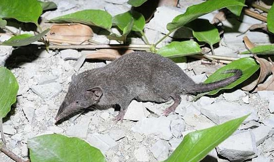 Chuột tiền thuộc loài động vật hoạt động về đêm, có thính giác và khứu giác phát triển nhưng thị giác rất kém, con non gần như mù nên mới di chuyển bằng cách xếp hàng, đi theo đội hình như vậy.