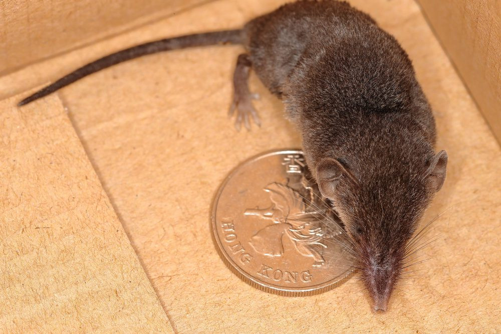 Theo tín ngưỡng dân gian Trung Quốc, chuột tiền chạy vào nhà sẽ mang đến tài lộc cho chủ nhà, thời gian sắp tới gia chủ sẽ gặp được nhiều chuyện may mắn về tiền bạc.