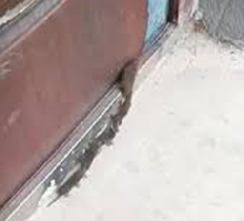 Theo người đàn ông, hình ảnh "quái vật sâu chuột" này khiến anh rùng mình sợ hãi. Thế nhưng, sau khi đăng tải trải nghiệm đáng sợ của mình lên mạng, không ngờ anh lại có được niềm vui bất ngờ.