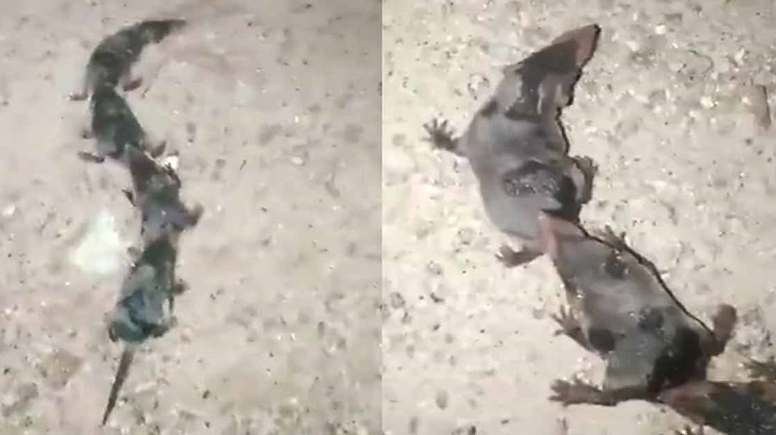 Ngoài ra, chuột tiền sẽ nhận biết môi trường xung quanh thông qua âm thanh và lông, tiếng kêu "chi, chi" nghe giống như âm "tiền" trong tiếng Quan Thoại, vì vậy, theo tín ngưỡng dân gian, chuột tiền sẽ mang tiền đến nhà, mọi người sẽ không làm hại chúng.