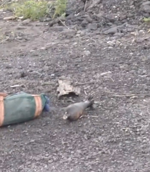 Về phía cảnh sát địa phương, họ cho biết, khi nhận được tin báo của anh Tương, họ rất ngạc nhiên, lập tức báo cáo lên cấp trên và yêu cầu chuyên gia đến xử lý.