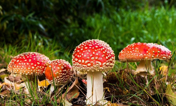 Hai nam sau mua de an, ca gia dinh gap hoa sat than