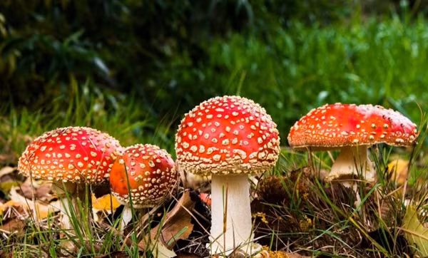 Hái nấm sau mưa để ăn, cả gia đình gặp họa sát thân Hai nam sau mua de an, ca gia dinh gap hoa sat than