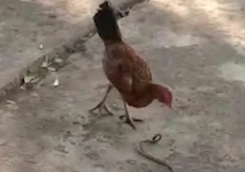 Mới đầu, người nông dân cho rằng con gà nhà mình sẽ được bữa no vì giun đất khổng lồ có kích thước lớn bất thường.