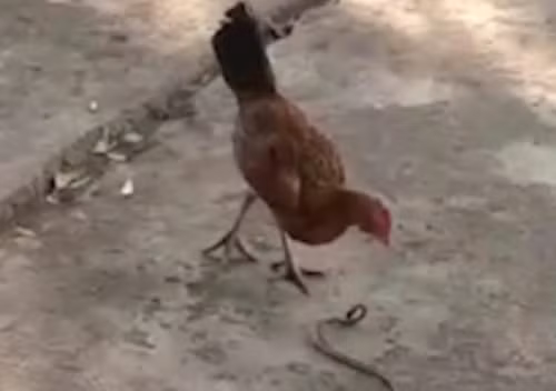 Mới đầu, người nông dân cho rằng con gà nhà mình sẽ được bữa no vì giun đất khổng lồ có kích thước lớn bất thường.