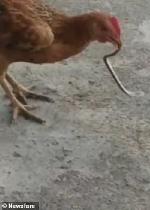 Thế nhưng cũng vì con giun đất quá lớn nên người nông dân càng nhìn càng thấy sai, tiến lại gần hơn để xem xét. Người nông dân được phen khiếp đảm khi con giun khổng lồ này thực ra là một con rắn hổ mang non.