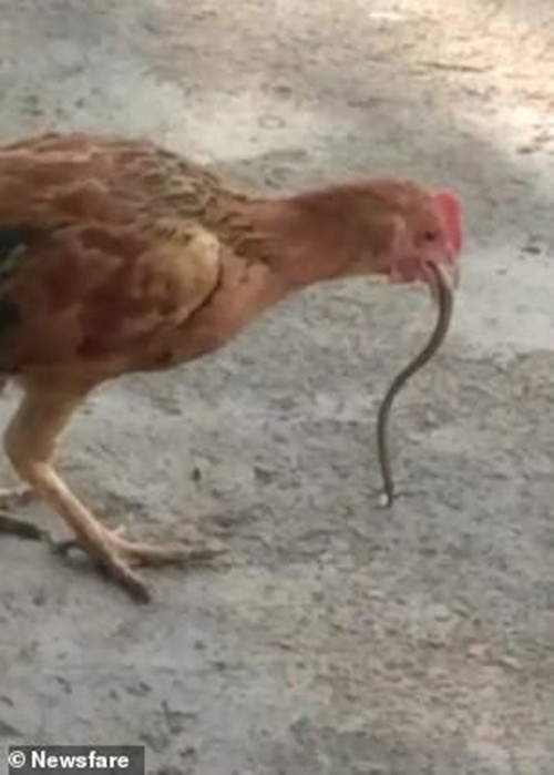 Phát hiện này khiến người nông dân vô cùng sợ hãi, lo lắng con gà sẽ gặp nguy hiểm.