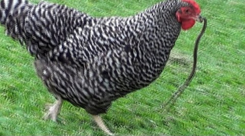 Sau khi những hình ảnh này lan truyền trên mạng, đa số mọi người đều cho rằng con gà quả thật vô cùng dứt khoát khi coi rắn như giun mà ăn.