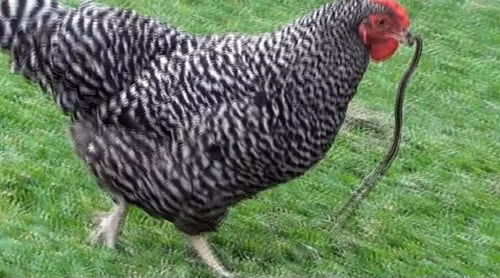 Sau khi những hình ảnh này lan truyền trên mạng, đa số mọi người đều cho rằng con gà quả thật vô cùng dứt khoát khi coi rắn như giun mà ăn.