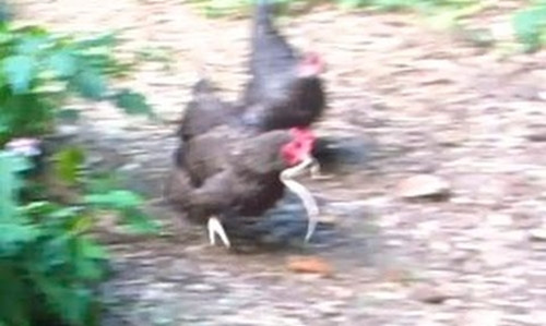 Cũng từng có nhiều trường hợp gà coi rắn non như con mồi mà săn giết. Ngược lại, cũng không thiếu những con gà bỏ mạng trong bụng trăn, rắn trưởng thành.