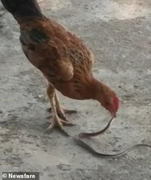 Thế nhưng qua hình ảnh có thể thấy, con gà không sợ rắn độc chút nào. Ngược lại nó cứ điên cuồng mổ, thậm chí còn cố ý nuốt sống con rắn.