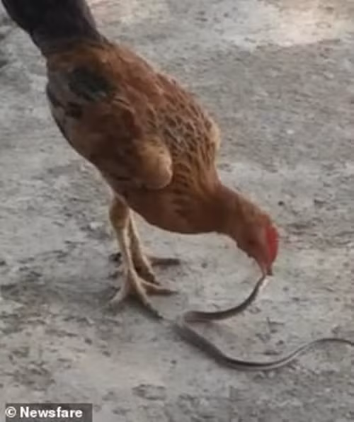 Thế nhưng qua hình ảnh có thể thấy, con gà không sợ rắn độc chút nào. Ngược lại nó cứ điên cuồng mổ, thậm chí còn cố ý nuốt sống con rắn.