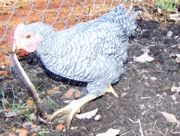 Theo người nông dân, trong vòng chưa đầy 1 phút, con rắn hổ mang non nớt trở thành một bữa tiệc thịnh soạn cho gà nhà anh.