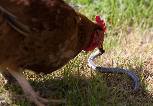 Mặc dù con rắn hổ mang vùng vẫy dữ dội và nhiều lần cố gắng thoát khỏi mỏ gà nhưng cuối cùng cũng không thể thoát, táng mạng dưới mỏ gà.