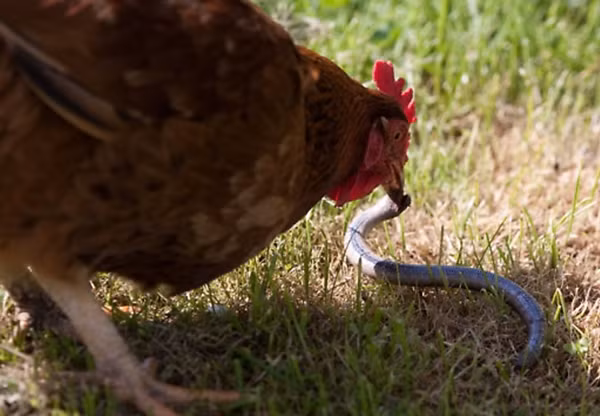 Mặc dù con rắn hổ mang vùng vẫy dữ dội và nhiều lần cố gắng thoát khỏi mỏ gà nhưng cuối cùng cũng không thể thoát, táng mạng dưới mỏ gà.