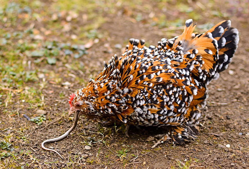 Theo thông tin đăng tải, một người nông dân ở Karnataka, Ấn Độ, trong lúc đang ra vườn xem xét thì chợt giật mình khi thấy con gà anh nuôi đang ăn một con "giun đất khổng lồ".