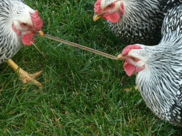 Tuy là rắn độc nhưng rắn non cũng giống như giun đất, cuối cùng cũng không thoát khỏi sự săn mồi của gà.