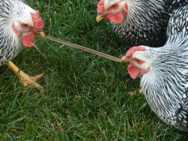 Tuy là rắn độc nhưng rắn non cũng giống như giun đất, cuối cùng cũng không thoát khỏi sự săn mồi của gà.