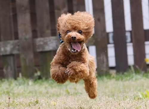 Sự việc hy hữu xảy ra tại tỉnh Phúc Kiến, Trung Quốc. Một người đàn ông có nuôi chó cưng giống Poodle, chú chó khá thông minh nên rất được lòng chủ.