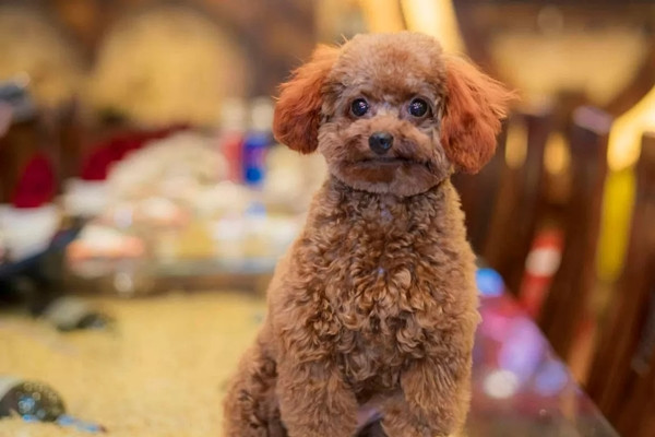 Anh cũng chia sẻ câu chuyện trên mạng, mong rằng mọi người đối xử với thú cưng tốt hơn nữa.