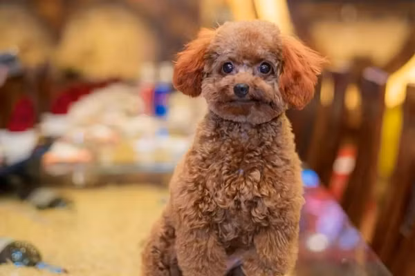 Anh cũng chia sẻ câu chuyện trên mạng, mong rằng mọi người đối xử với thú cưng tốt hơn nữa.