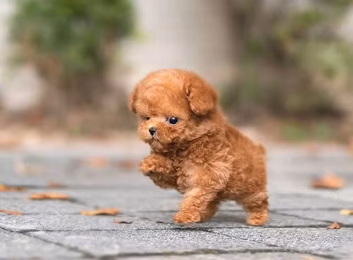 Cú đá của chú chó khiến người đàn ông đau bụng dữ dội, nằm mãi cũng không đỡ nên quyết định đến bệnh viện để kiểm tra.