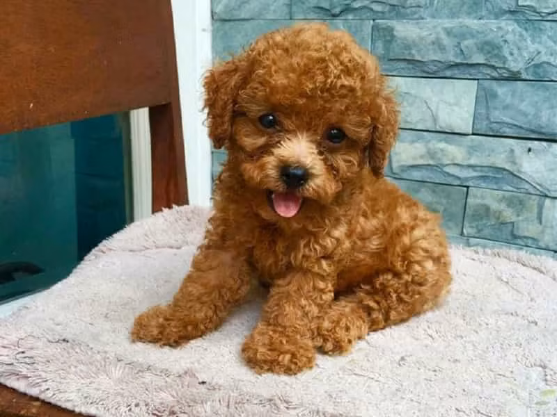 Sau khi câu chuyện được đăng tải, nhiều người dùng mạng đã bày tỏ sự thích thú, bình luận rằng: "Chắc chắn chú chó này kiếp trước là bác sĩ đây".