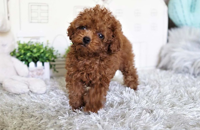 Nào ngờ, kết quả kiểm tra khiến người chủ bất ngờ, nguyên nhân của cơn đau bụng dữ dội là do cơ thể người đàn ông có sỏi đã hình thành trong ống tiết niệu và thận phải.