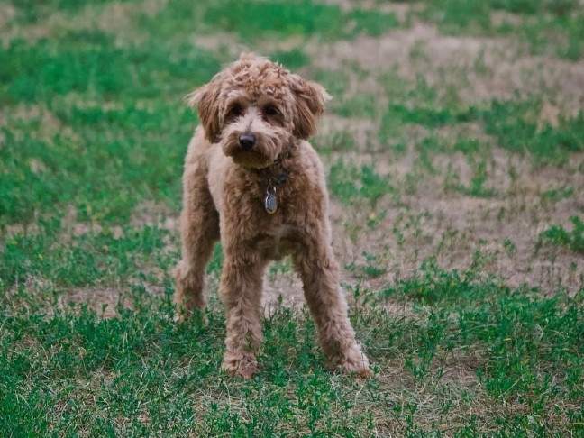 Poodle là một giống chó thông minh, năng động và thích giao tiếp, từng ở vị trí thứ hai trong 130 giống về "trí thông minh trong công việc và tuân lệnh", đo lường khả năng học hỏi từ con người của chúng.