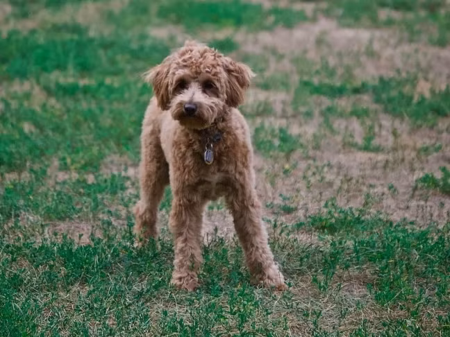 Poodle là một giống chó thông minh, năng động và thích giao tiếp, từng ở vị trí thứ hai trong 130 giống về "trí thông minh trong công việc và tuân lệnh", đo lường khả năng học hỏi từ con người của chúng.