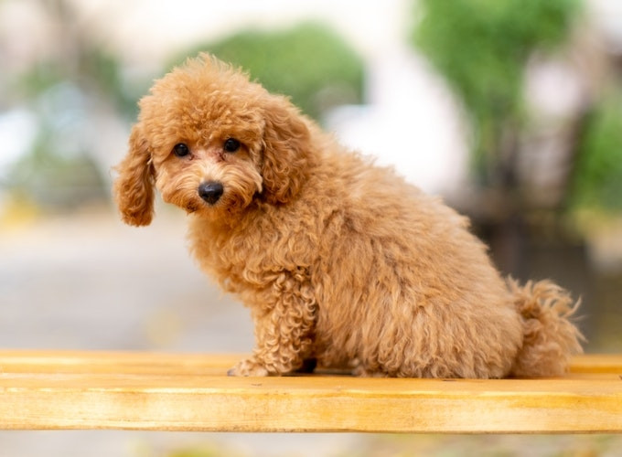 Cảm thấy vừa vui mừng vừa bất ngờ, người đàn ông thêm yêu quý chú chó cưng của mình.