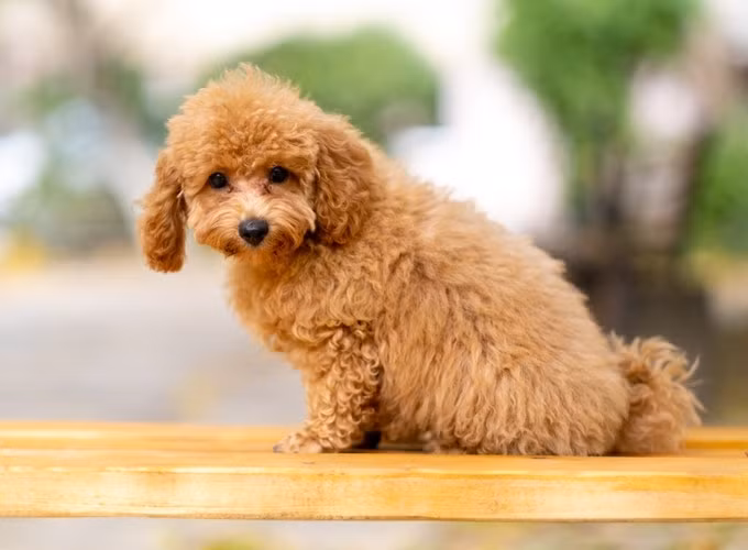 Cảm thấy vừa vui mừng vừa bất ngờ, người đàn ông thêm yêu quý chú chó cưng của mình.