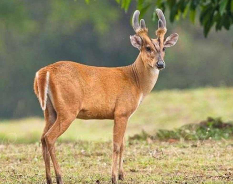 Loài động vật này đã xuất hiện vào khoảng 15-35 triệu năm trước, với các hóa thạch và tàn tích tìm thấy trong các trầm tích của thế Miocen tại Pháp và Đức...