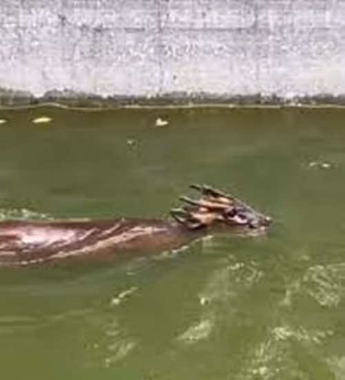 Theo những người dân phát hiện ra con vật này, nó liên tục sủa như loài chó, trông rất kỳ dị. Ngay sau khi phát hiện, họ báo cảnh sát để nhờ xử lý.