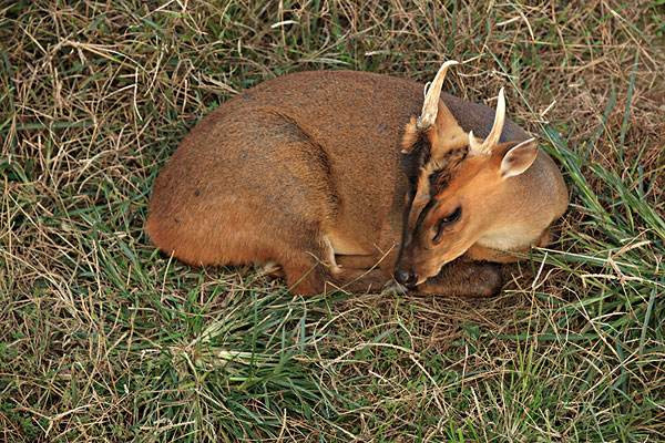 Mang hiện là loại động vật được chú ý trong nghiên cứu về sự tiến hóa do các biến thể lớn trong bộ nhiễm sắc thể của chúng cũng như những phát hiện về các loài mới trong thời gian gần đây.